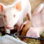 Why Are Commercial Pig Farms Replacing Traditional Feed Processing with High-Capacity Pelleting Lines?