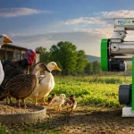 How Can Small Poultry Farms Produce Feed on Site?